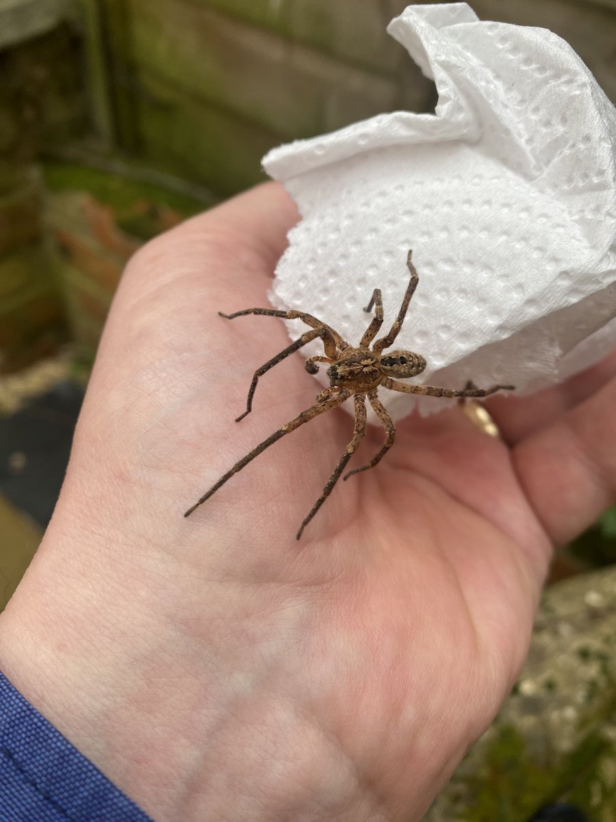 Max Barclay (@coleopterist) on Twitter photo Zoropsis spinimana is a quite considerable addition to our spider fauna- this quite large male in the kitchen this morning - female is even bigger Zoropsis spinimana is a quite considerable addition to our spider fauna- this quite large male in the kitchen this morning - female is even bigger