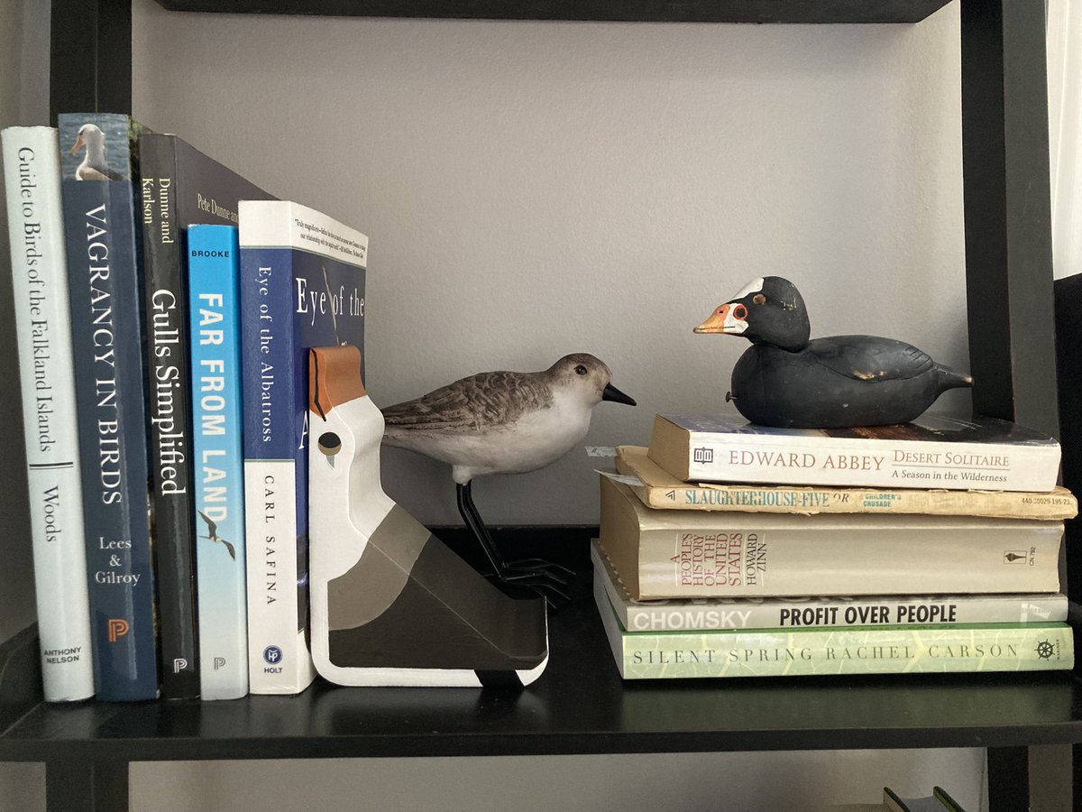 Molly מלכה Cohn 🇵🇸 tweet media