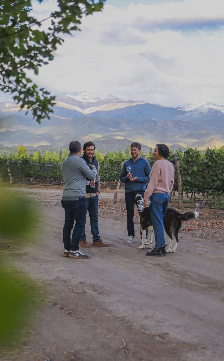 El Valle de Uco es especial: aquí, más que en ninguna otra zona de Mendoza, la Cordillera de los Andes impone su presencia y moldea el carácter de nuestros vinos base.