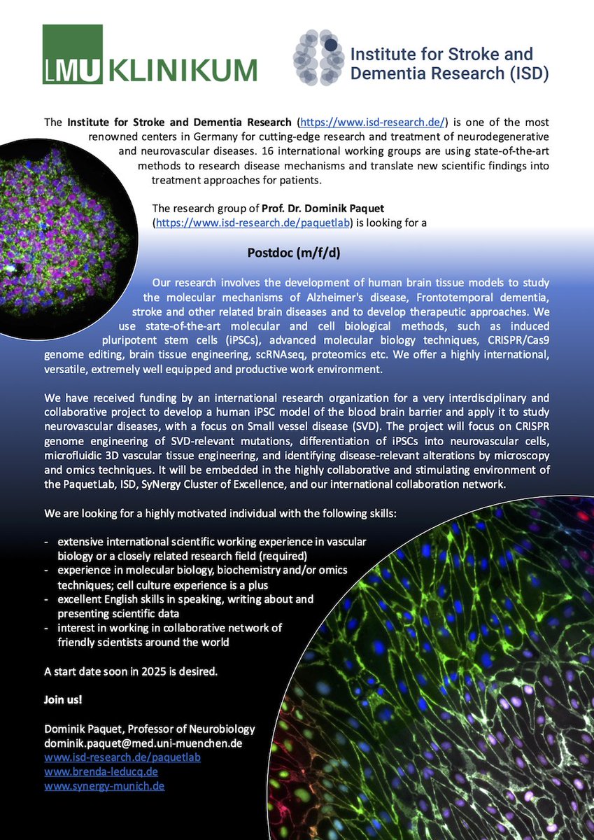 PaquetLab's tweet image. Open #Postdoc position @isd_research @LMU_Muenchen to develop an #iPSC-derived #BBB model. Fully funded and embedded in our international @FondationLeducq Network of Excellence brenda-leducq.de. Experience in vascular biology or related field required. Please RT and apply!