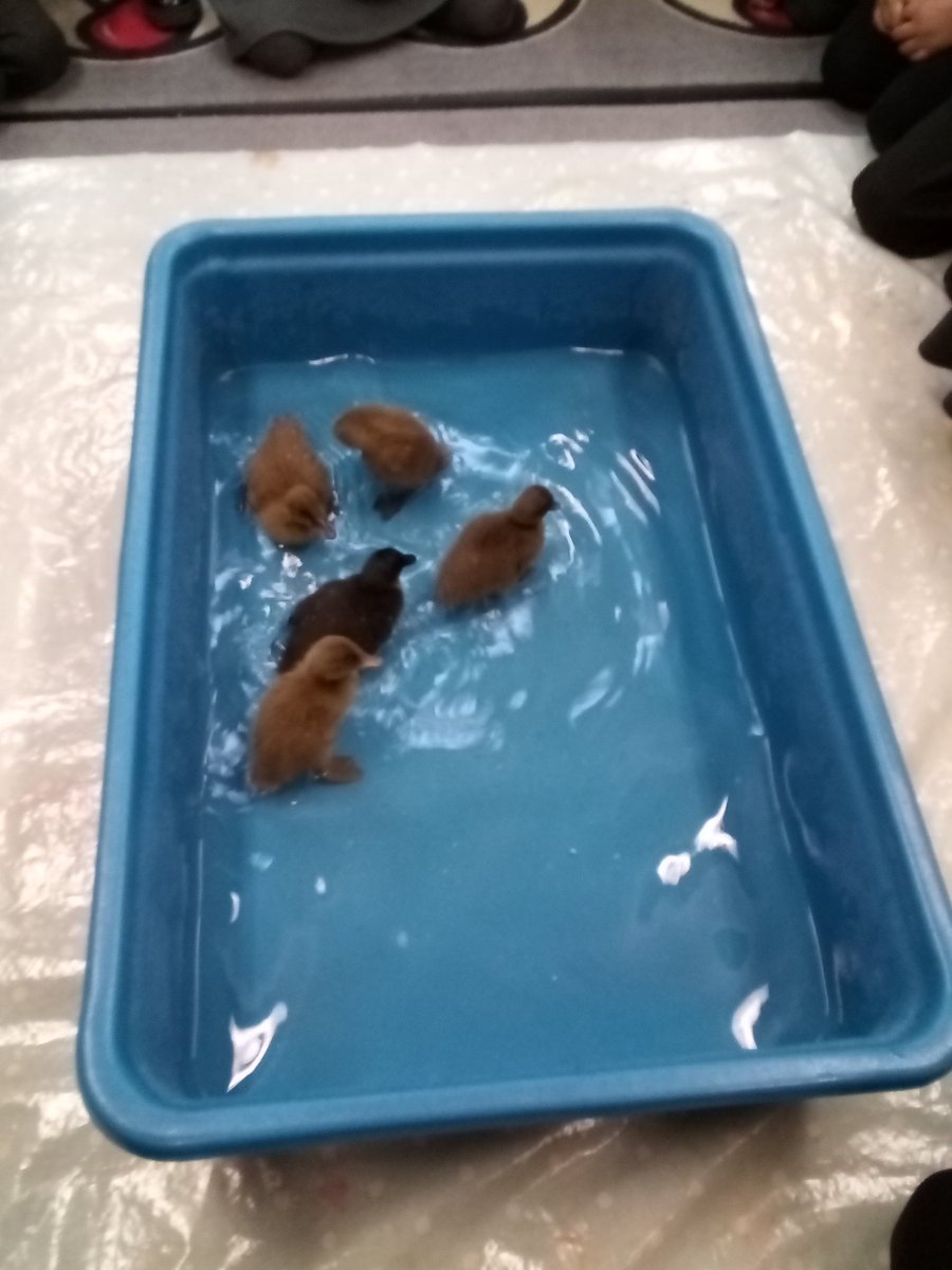 Mrs Chauhan - Cherry Tree School (@mrschauhancts) on Twitter photo What an amazing experience for Acorns <a href="/CTS_Watford/">Cherry Tree Primary School</a> today watching the ducks swim. We sang the rhyme '5 little ducks' to them and enjoyed watching them splash too! There was so much awe and wonder.🦆💦 <a href="/headcherrytree/">Cherry Tree Headteacher</a> <a href="/MrsMalhotraCTS/">Mrs Malhotra - Cherry Tree School - Watford</a> #CTSScience #BritishScienceWeek #CTSeyfs What an amazing experience for Acorns <a href="/CTS_Watford/">Cherry Tree Primary School</a> today watching the ducks swim. We sang the rhyme '5 little ducks' to them and enjoyed watching them splash too! There was so much awe and wonder.🦆💦 <a href="/headcherrytree/">Cherry Tree Headteacher</a> <a href="/MrsMalhotraCTS/">Mrs Malhotra - Cherry Tree School - Watford</a> #CTSScience #BritishScienceWeek #CTSeyfs
