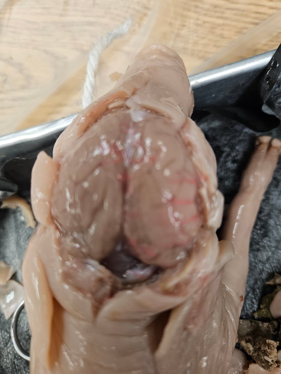 7th HAL Students back in the lab dissecting fetal pigs to examine the organization of the body systems. We identified the purpose of the organs &amp; explored the extent of each system. #Proud2bMPS