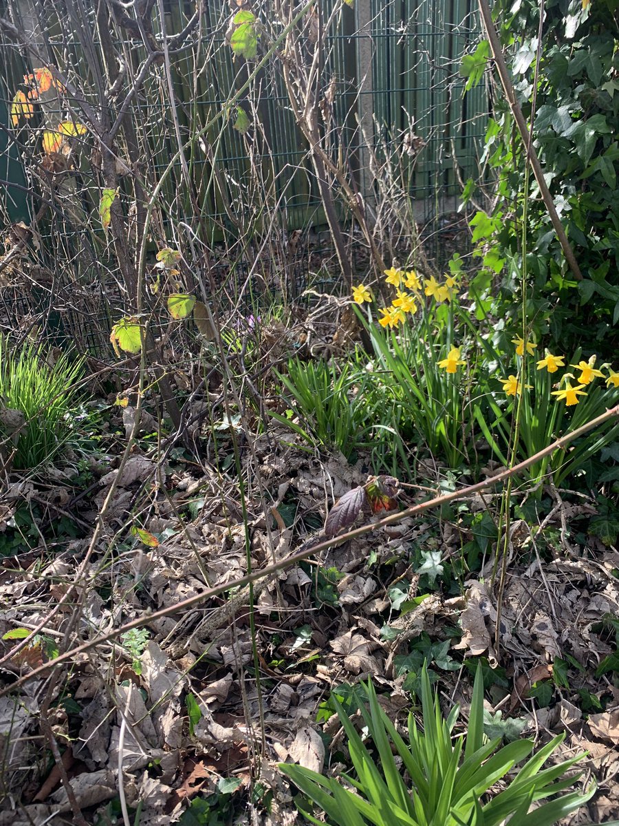 Looks like Spring is arriving in the forest #gpsearlyyears