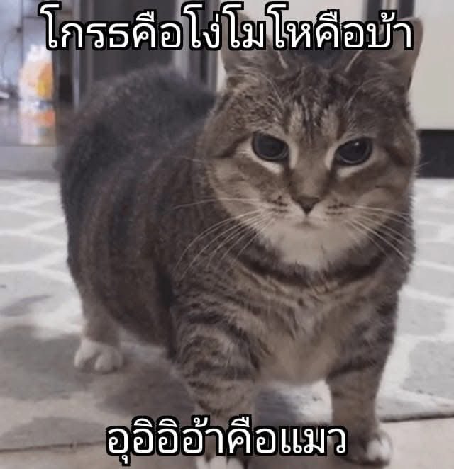 หมาดำตัวนี้ยังหวังดีกับเธอเสมอ tweet media