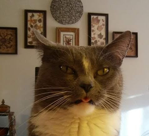 Weemus0417's tweet image. Y'all, my cat is a PSYCHO and these calming treats are really working...🥴😋

Lol happy and blessed #Wednesday to all!🤣😄

#CatsOfTwitterX #SpazzyCats #LOL #Relax😚