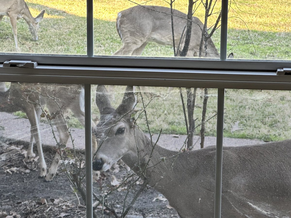 authorihope's tweet photo. Deer are anxious to see my new website. Check it out. https://t.co/x0SC5LIyw7 https://t.co/NM8tN4hdMY