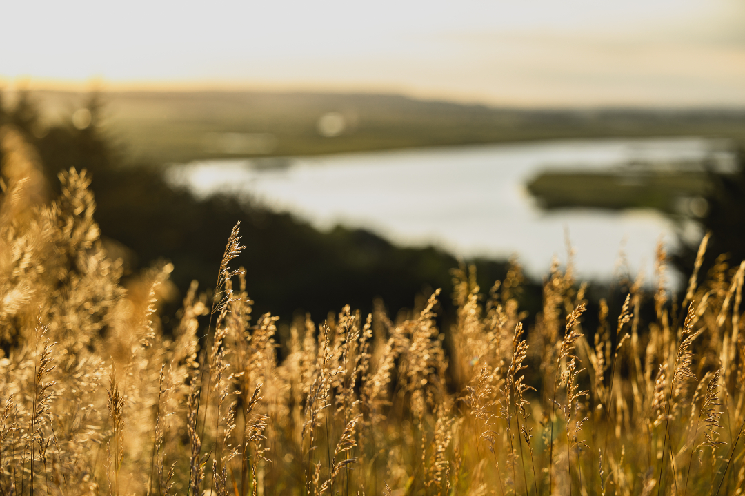 For wildlife professionals impacted by federal layoffs, The Wildlife Society has compiled resources on membership extensions, career opportunities, policy engagement, and more. Find them here: wildlife.org/federal-resour…