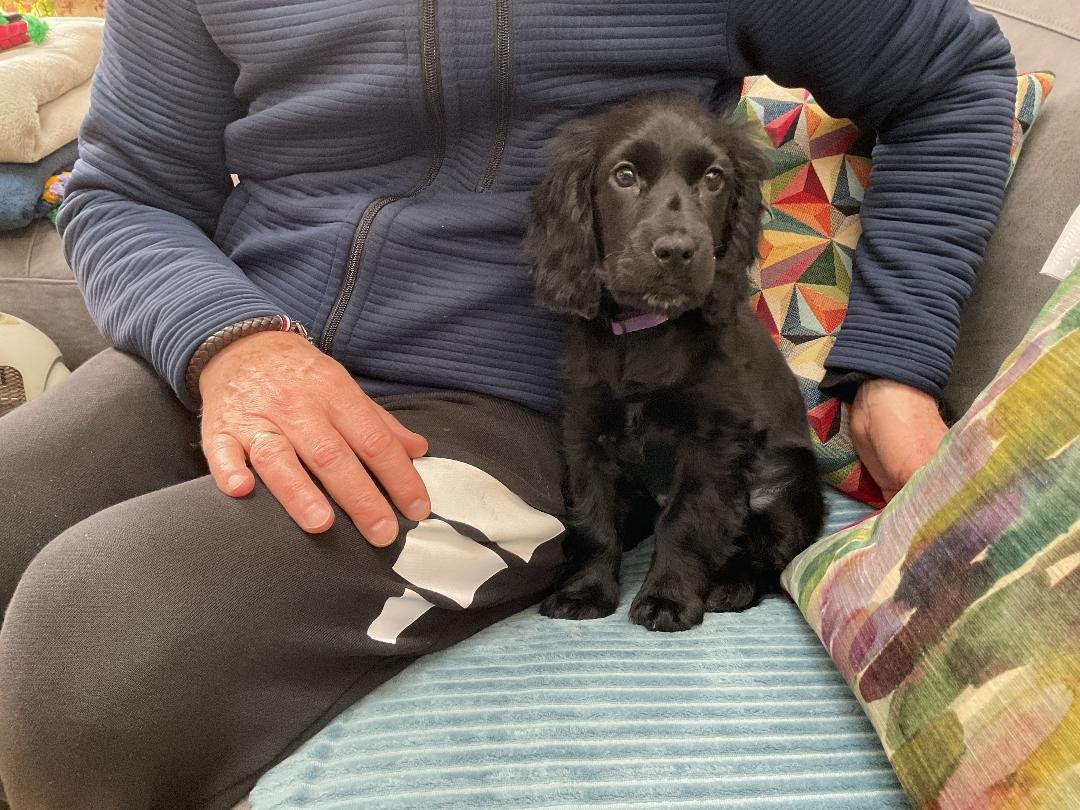 Give us this day our daily doggie.
#woof #puppies #puppylove #spaniel #paws #furry #cardiff 
<a href="/BuffytVSSummers/">{ Parody} Buffy, Afterwards</a>