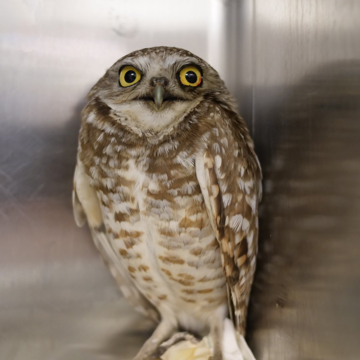 This Burrowing Owl was minding its own business before becoming the victim of a window strike at the aquarium, so it never got to see the frogs. Thankfully, the damage appears to be minimal and prognosis is looking good. #WWCC