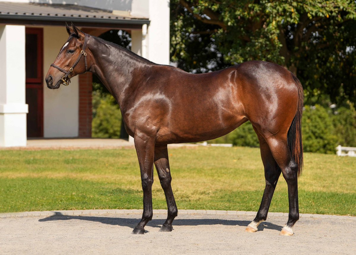 Winterbach Stud have an exciting string assembled for the Premier Sale, the farm’s great run looks set to continue. 

caperacingsales.co.za/2025/03/10/top…

#PYS
#caperacingsales 
#jointhepassion 
#biggerbettercaperacing