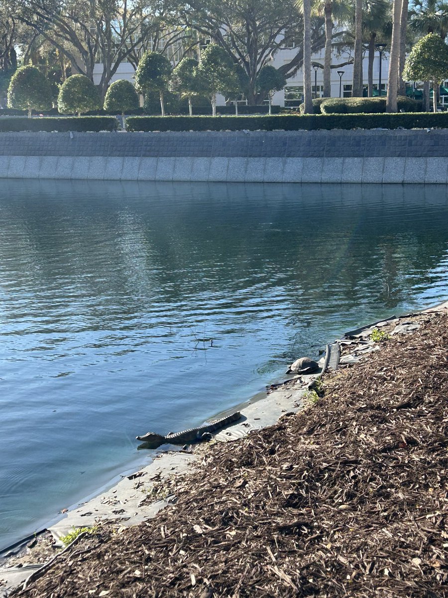 Lauren Loeb, MD (@laurenloebmd) on Twitter photo Enjoying the beautiful <a href="/MayoClinic/">Mayo Clinic</a> Florida campus when something unusual caught my attention
I hope 🐊 don’t eat 🐢 Enjoying the beautiful <a href="/MayoClinic/">Mayo Clinic</a> Florida campus when something unusual caught my attention
I hope 🐊 don’t eat 🐢