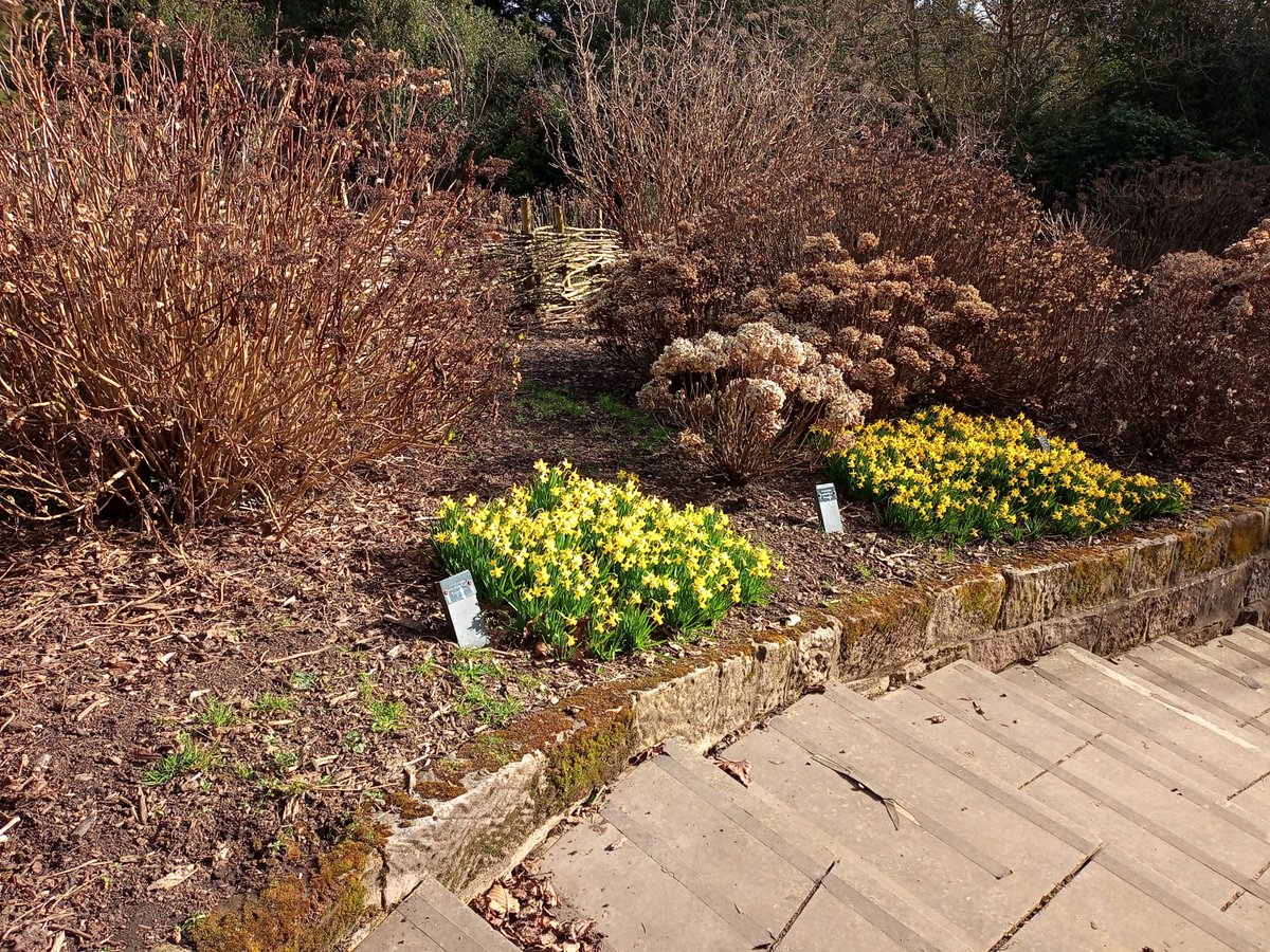In recent years to brighten the collection in early Spring we have added hardy bulbs to give a splash of colour. #Derby #Hydrangea #DarleyPark