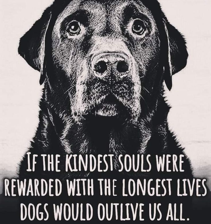 _XDogs's tweet image. 