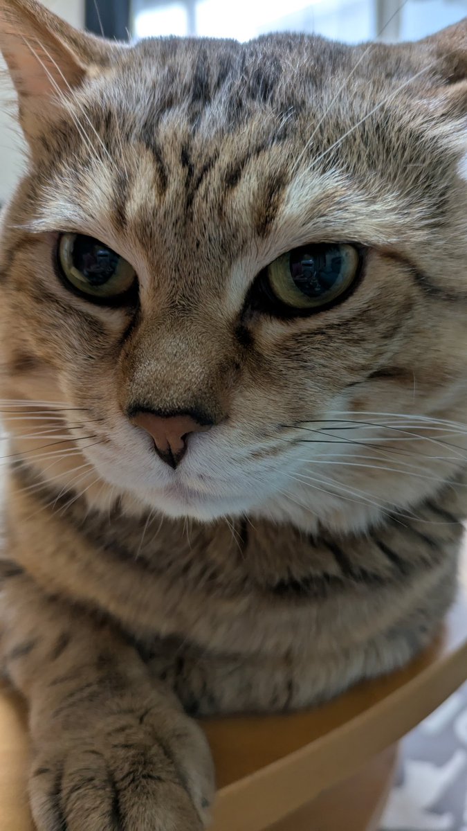 おはようにゃ😺💕
📱が、ち…近くにゃいか？🙀💦

今日も、良い１日になります様に…🍀
いつも、ありがとう🩷😺😊