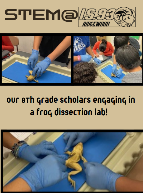 I.S. 93 (@is93rams) on Twitter photo Our 8th grade scholars engaging in a frog dissection lab!
¡Nuestros estudiantes de octavo grado participando en la disección de ranas en el laboratorio!
<a href="/NYC_District24/">Anthony Rivera-School District 24</a> <a href="/NYCSchools/">NYC Public Schools</a> Our 8th grade scholars engaging in a frog dissection lab!
¡Nuestros estudiantes de octavo grado participando en la disección de ranas en el laboratorio!
<a href="/NYC_District24/">Anthony Rivera-School District 24</a> <a href="/NYCSchools/">NYC Public Schools</a>