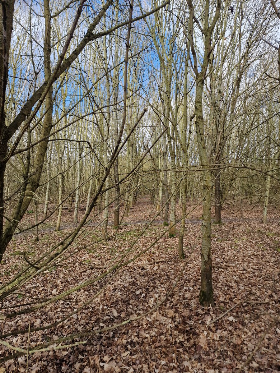 Serried ranks of planting in the local millennium wood.