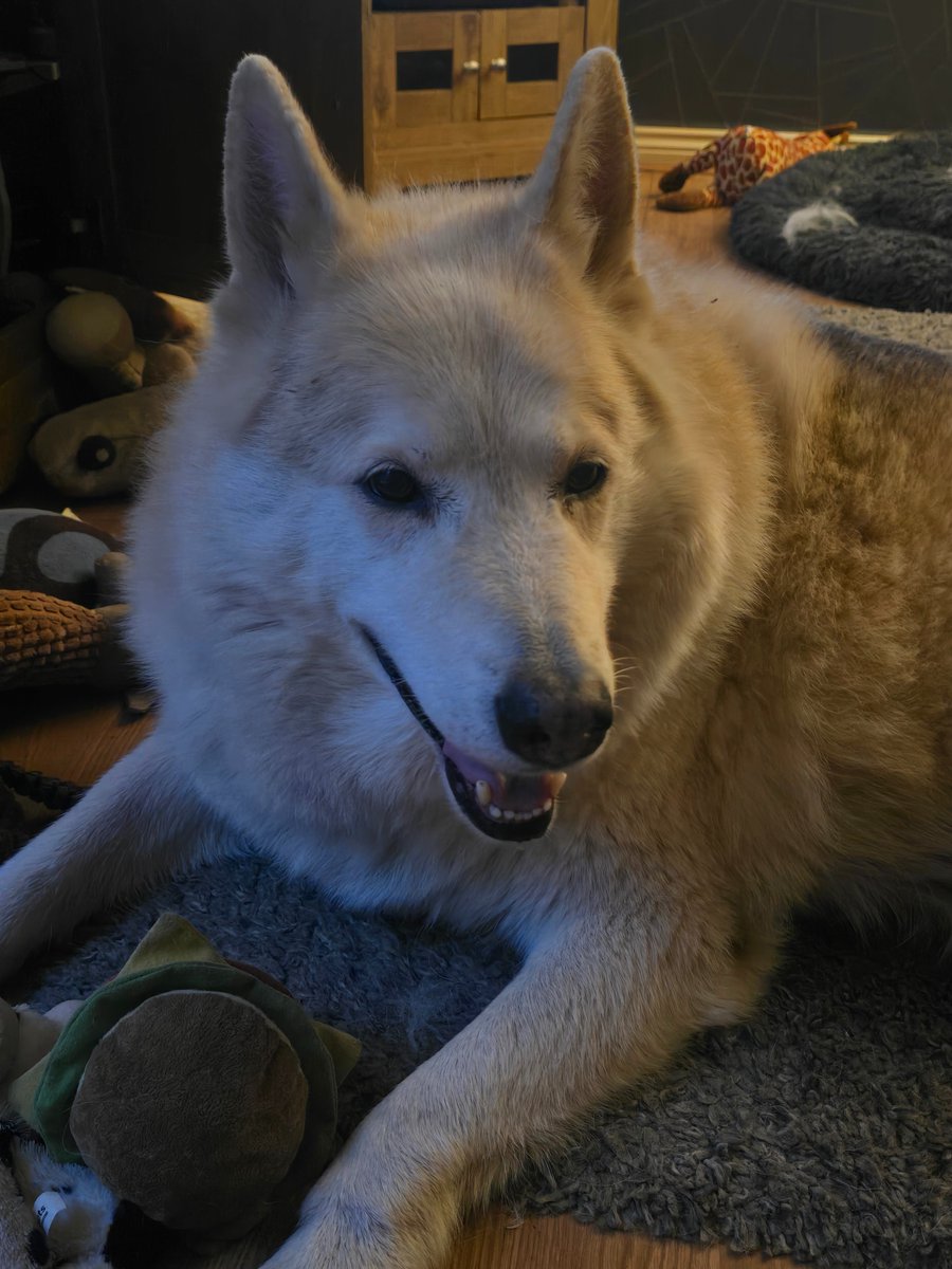 Hello my dear frens. Just a quick pupdate. Im still plodding on although very much slower these days. Still just as handsome although slightly more aged and still enjoying the small things in life.