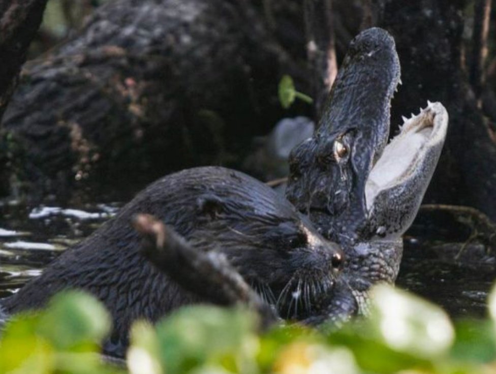 Shan39847Zhen's tweet image. ワニを食べる
カワウソ
ガチだった（笑）
#海外で髪を切るだけの番組