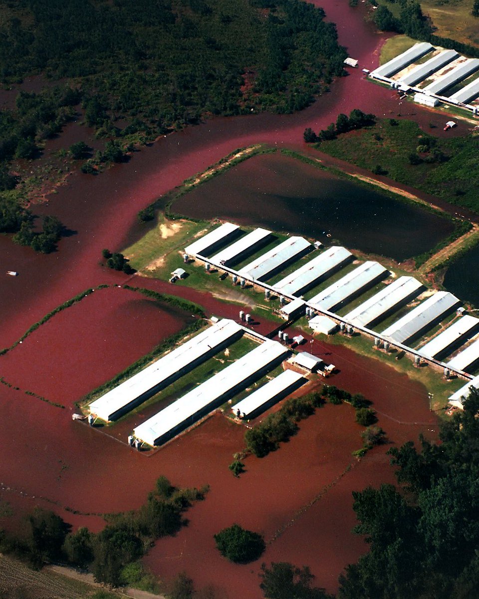 Factory farms pollute so much that their impact is visible from space. A 15-year satellite study confirms dangerously high ammonia levels over hog farms—disproportionately poisoning Black, Hispanic, and Indigenous communities.

Clean air should be a right, not a privilege.