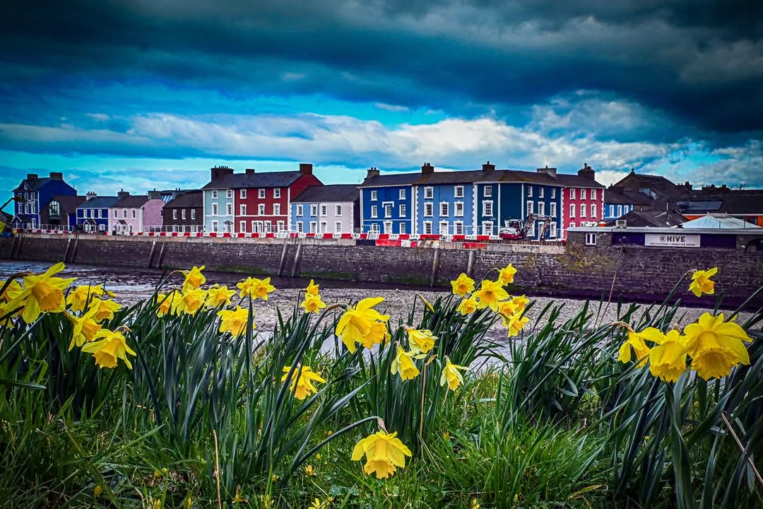 achittock's tweet photo. As the morning sun rises over the rolling hills of Aberaeron, Wales, a vibrant sea of daffodils comes into view. The golden petals of the daffodils glisten with dew, creating a stunning contrast against the lush green landscape. Each flower stands tall and proud, @S4Ctywydd https://t.co/g0vg81d83i
