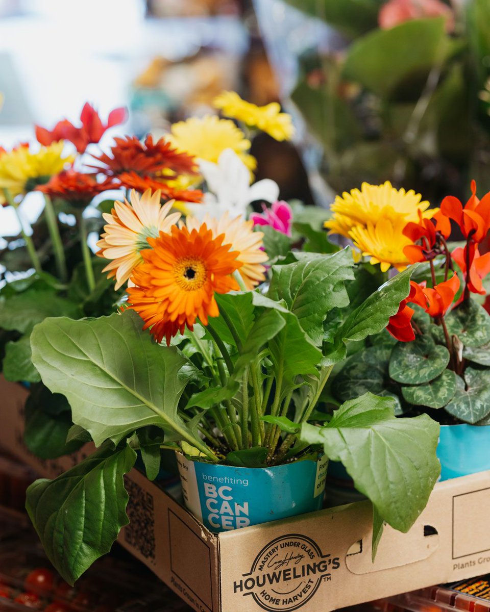 Can you smell the flowers? Perhaps it's spring starting to blossom or the beautiful potted flowers on sale for $5 in support of BC Cancer.

Help support today ❤️