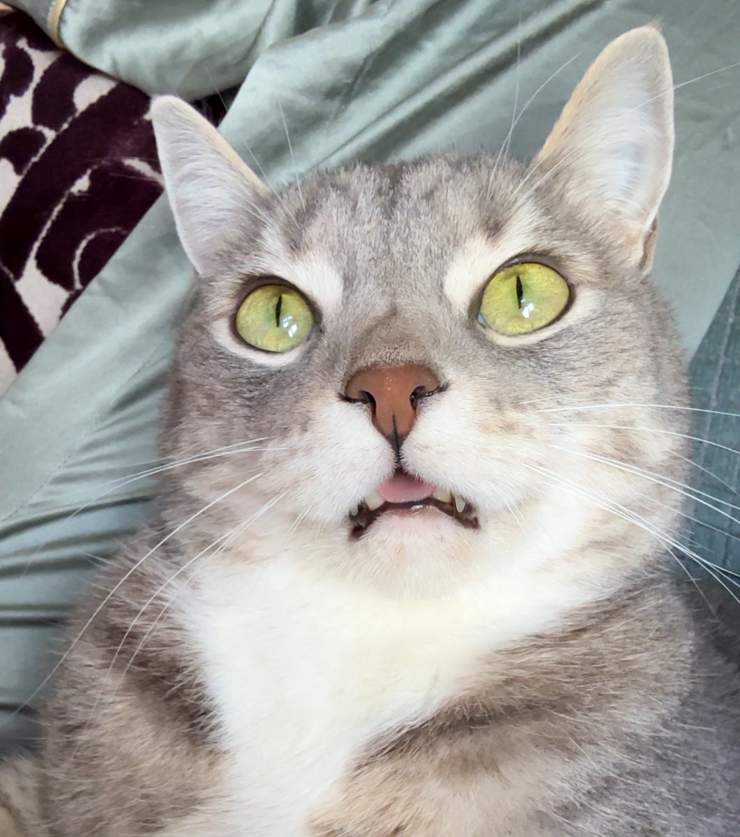 𝘉𝘪𝘭𝘭𝘺 𝘍𝘰𝘹 tweet media