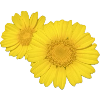 #اكرم_من_مين 

سجل يا تاريخ وسام صار فوق الريح وما حدا بيوصلوا
#عيد_معنا 
#وسام_حنا