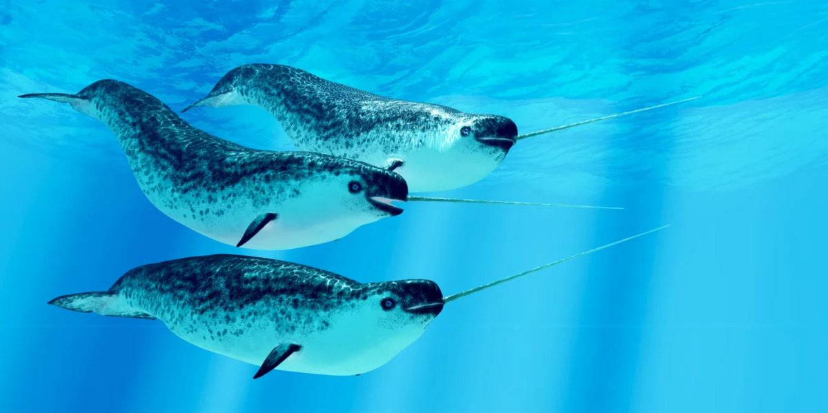 Atlantic Coast Fisheries News for the week of March 10th: Upcoming lobster gear distribution event in MA, examining the economic effects of oyster reef restoration, and research on if narwhal’s famous tusk help it catch fish! Read the newsletter here: conta.cc/43KHV0n