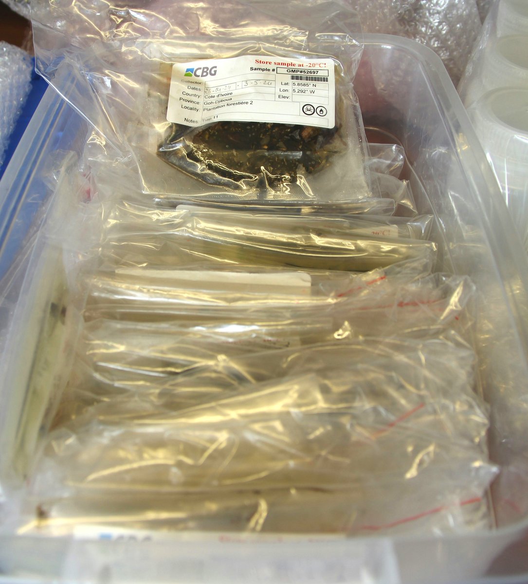 CBG_UofG's tweet image. The CBG has just received samples from Ghana and Côte d&apos;Ivoire, courtesy of #iBOL #NbsProject. 

We’re looking at 567 sample lots containing hundreds of thousands of specimens ready to DNA barcode!🧬