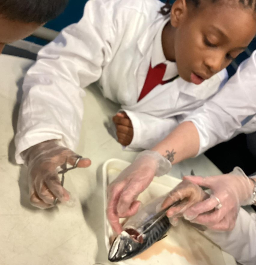 Yesterday, Year 5 visited the National Marine Aquarium as part of their Widening Horizons programme
The children had a great experience and learnt a lot about a wonderful place very close to our school