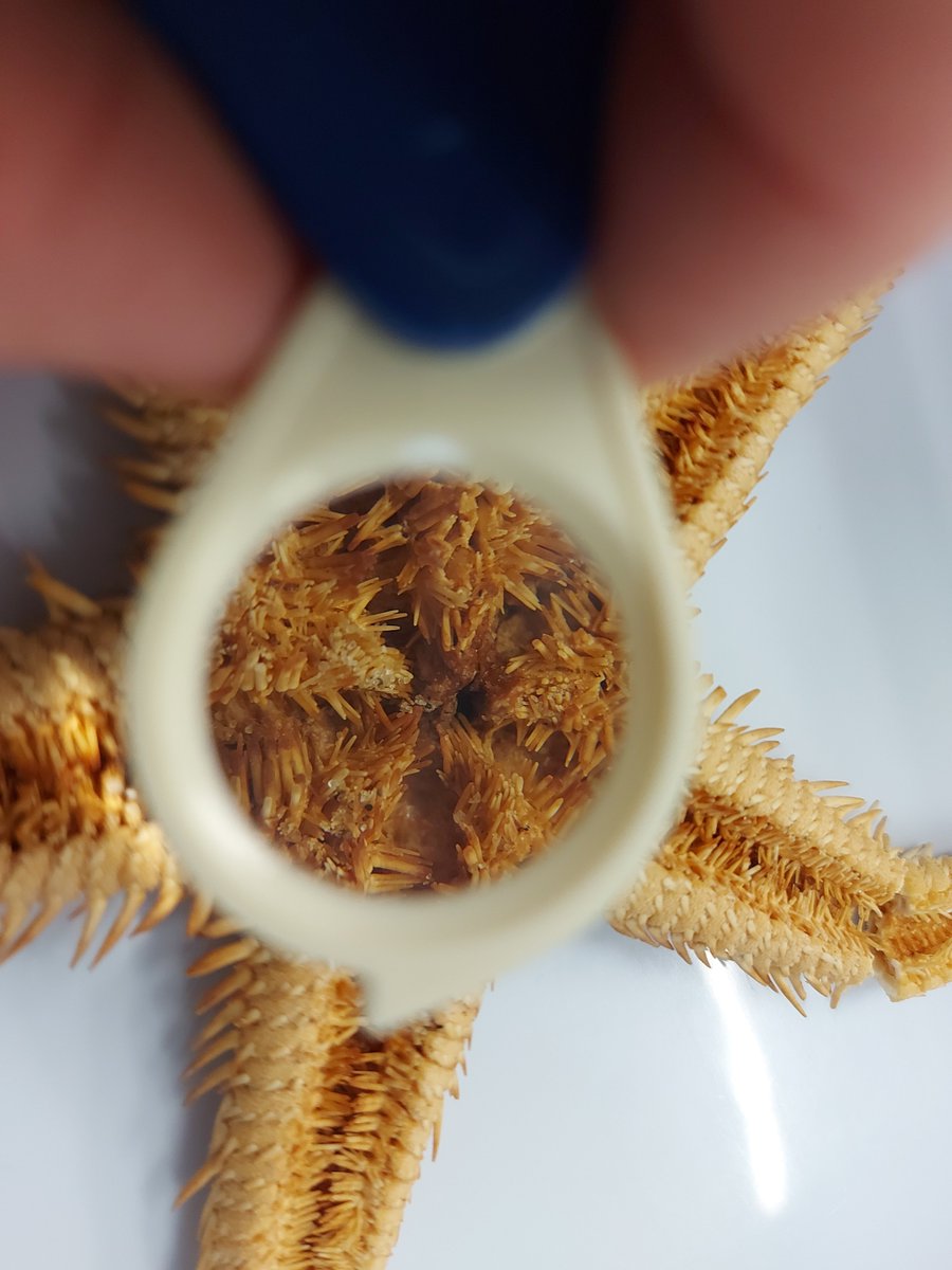 Me encanta generar asombro entre mi alumnado por la energía tan bonita que queda flotando en el aula 🔋🔋. Hoy hicimos una sencilla práctica de observación de #equinodermos con 1° de ESO y nos quedamos 😮😲😯 en el <a href="/IESCastelar/">IES Castelar</a>