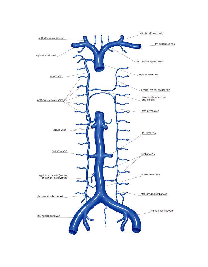 The  azygos  system  of  veins  serves  as  an  important  anastomotic pathway  capable  of  returning  venous  blood  from  the  lower  part  of the  body  to  the  heart  if  the  inferior  vena  cava  is  blocked.