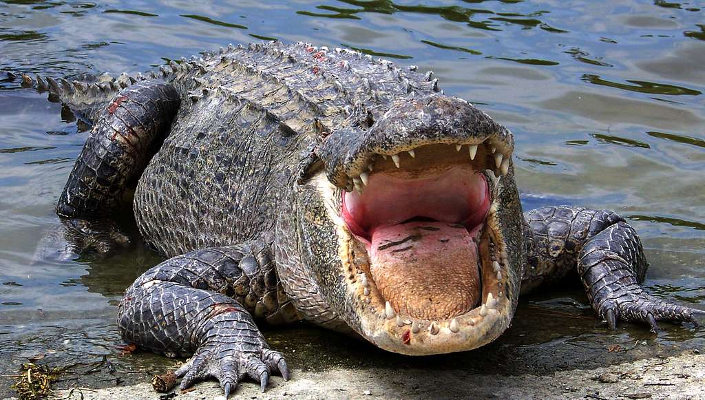 I just learned that #alligator is okay for Catholics to eat on Fridays during #Lent because it is considered #seafood. Why can't I stop thinking about that? I'm not a zoologist, I'm not #Catholic, and I can't buy alligator in the local grocery store.