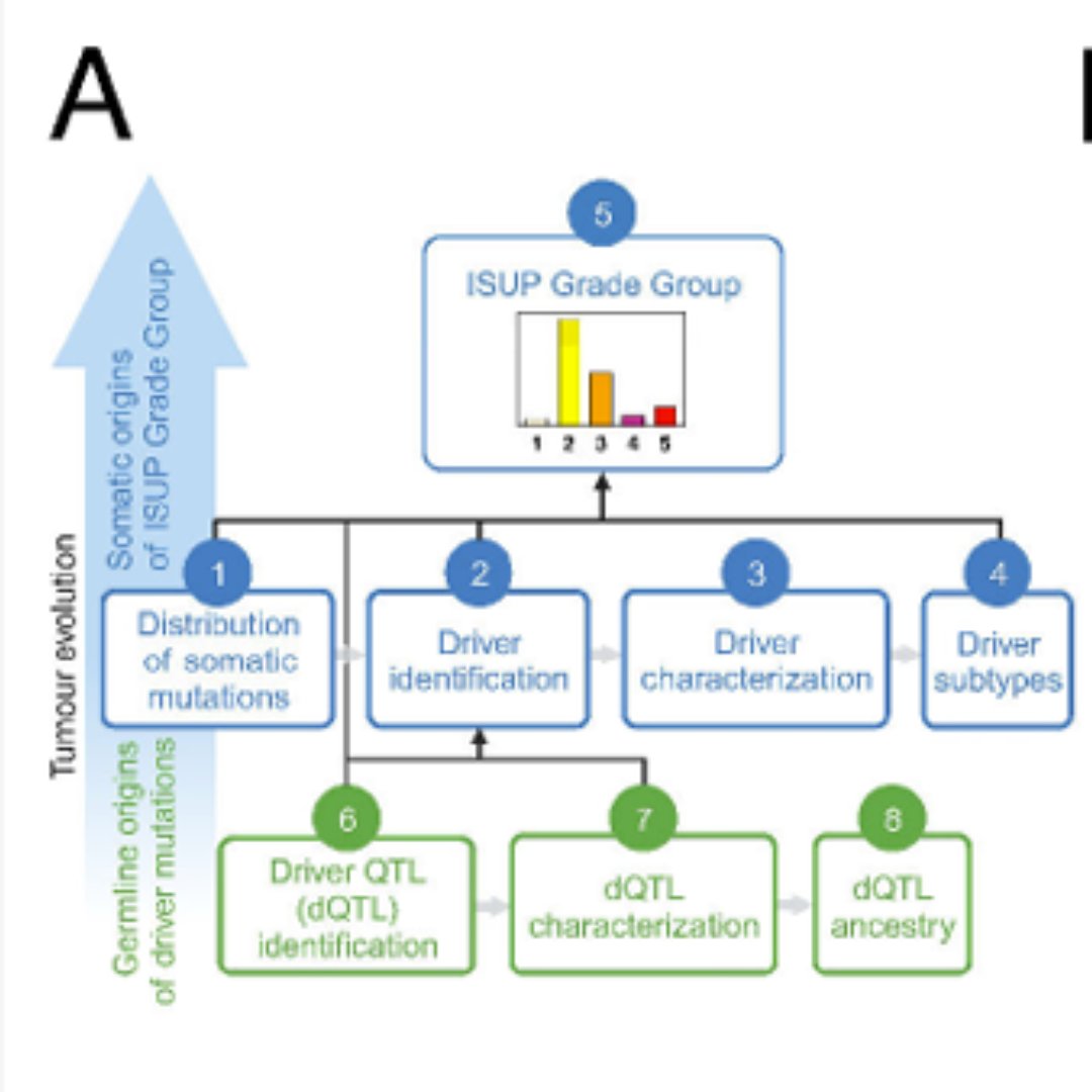 Today at #AACRprecmed25, Paul Boutros will speak on the evolutionary origins of cancer lethality. Read his work recently published in Cancer Discovery: brnw.ch/21wRhOV