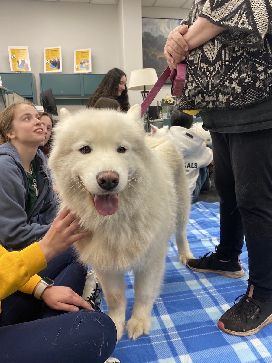NAU's tweet image. #MidweekPickMeUp courtesy of our furry pals
Catch them next week during Dog Days, a FREE destress event
🗓 Tuesday, March 18
🕰 2:30-3:30pm
📍 Lumberjack CARE Center