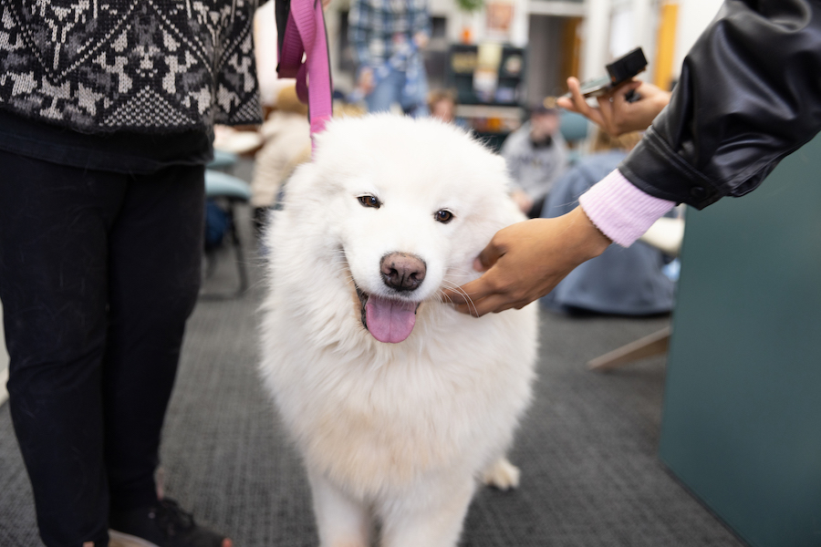 NAU's tweet image. #MidweekPickMeUp courtesy of our furry pals
Catch them next week during Dog Days, a FREE destress event
🗓 Tuesday, March 18
🕰 2:30-3:30pm
📍 Lumberjack CARE Center