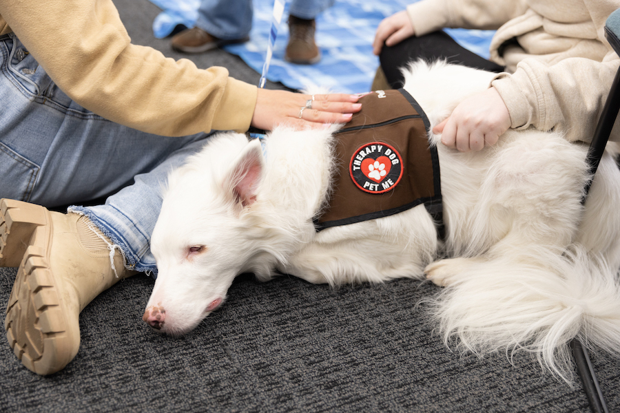 NAU's tweet image. #MidweekPickMeUp courtesy of our furry pals
Catch them next week during Dog Days, a FREE destress event
🗓 Tuesday, March 18
🕰 2:30-3:30pm
📍 Lumberjack CARE Center
