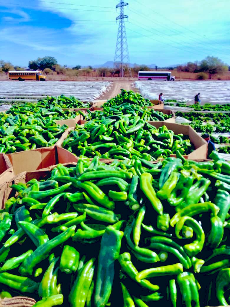 agandarag's tweet image. Mis clientes piden su volumen antes de Abril 2.

Nuestros productos son perecederos, las plantas no son máquinas, crecimiento toma su tiempo a cosecha.

Hay contratos firmados HACE MESES que cumplir y a su vez mis clientes en USA.

Condiciones adversas sin agua y aranceles.