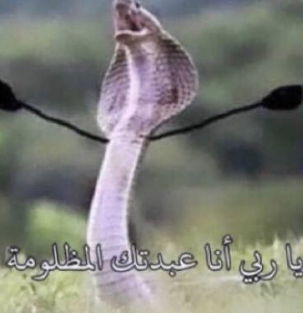 الدون بيكاسو tweet media