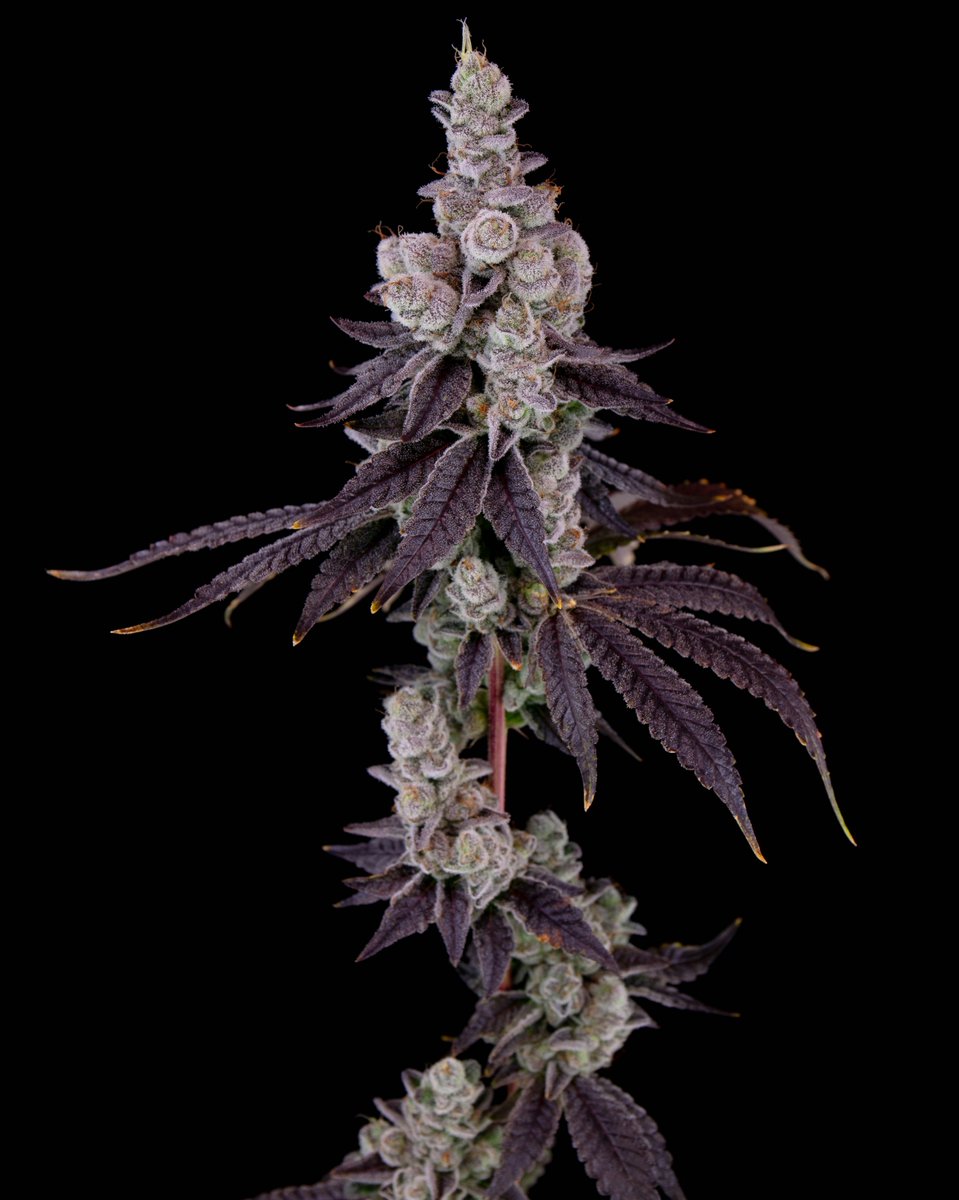 RomulanJake's tweet photo. @SubcoolSeeds I've got a ton of things going, but this one's the best imo..

Irie Maiden (F1) feminized https://t.co/k6lvNZMvcI