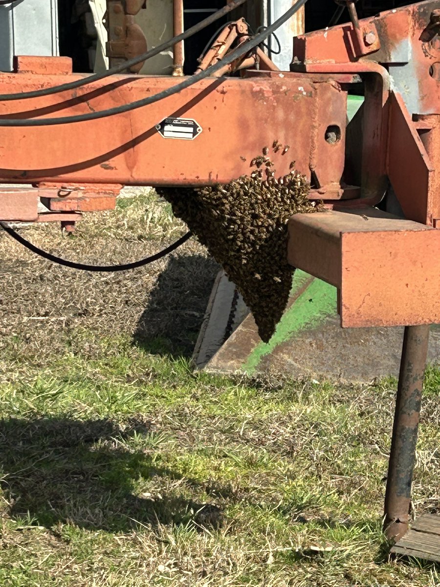 KirkMathis's tweet image. Honey Bees are moving