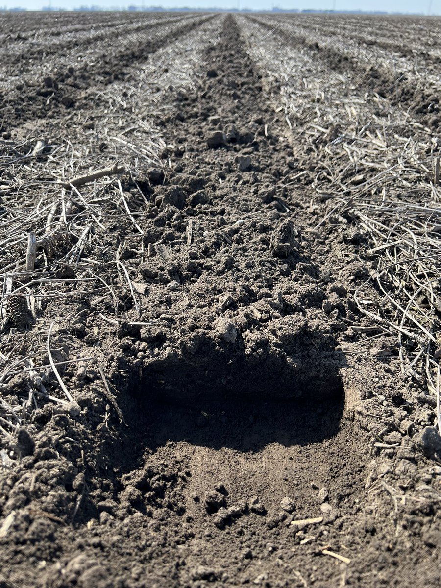First strip till bar of the season adjusted, set, and ready to roll. Yetter Strip Freshener running 1-3/4” deep refreshing  fall anhydrous strips. Seemed a little wet south of Springfield, IL but when you see these strips you tend to think twice about that. #striptill