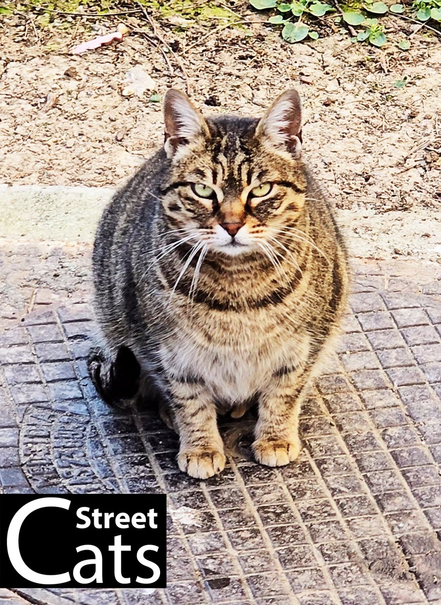 🐾This cat’s stare just made me rethink my life choices. 👀😳

📽️ Watch the full video here: youtube.com/shorts/-e4LZ02…

#streetcats #catstare #judgingyou #intensecat #purringpower #mysteriousfelines #CatsOfX #cats #Cat