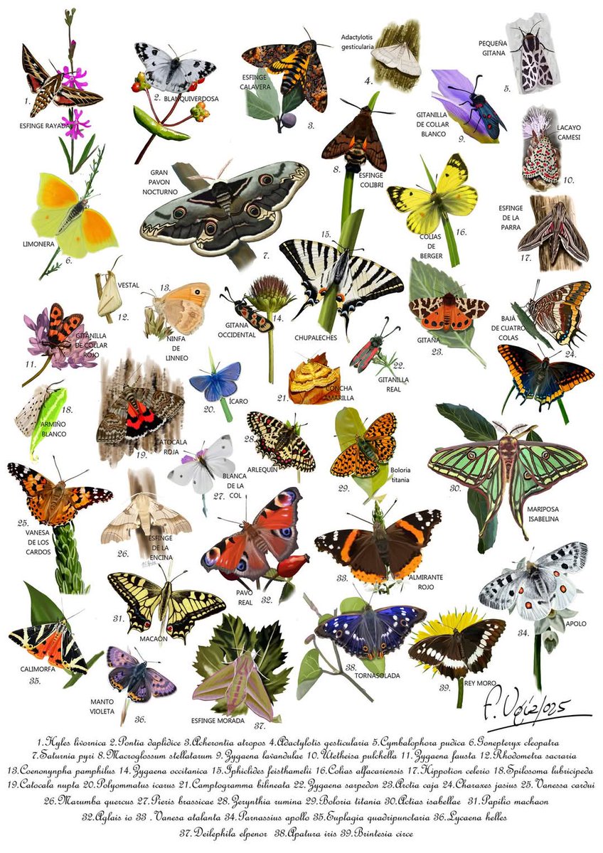 Lepidópteros ibéricos
Ilustración digital