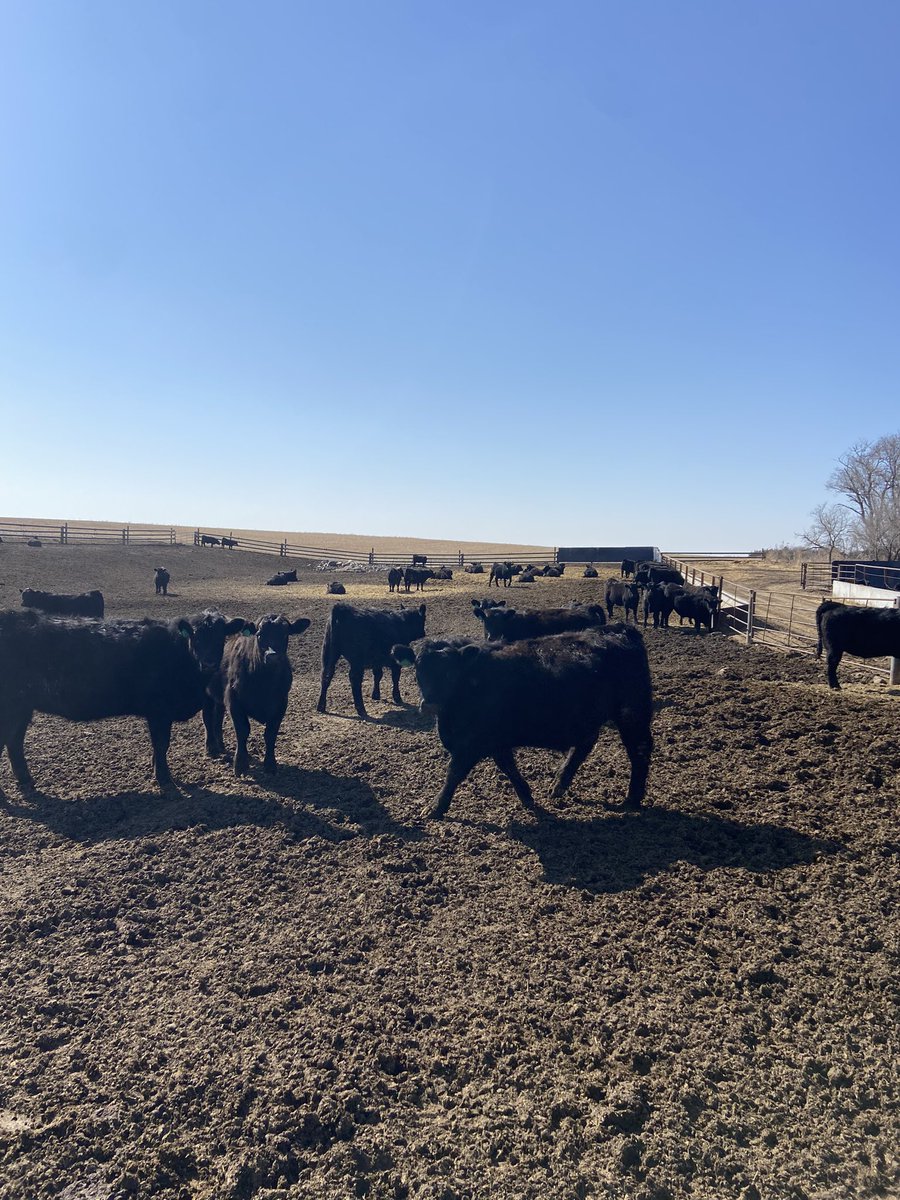 Tomorrow is finally the big day. Our calves will sell in Mitchell. Home raised, 750-850, simX, steers and heifers all to go