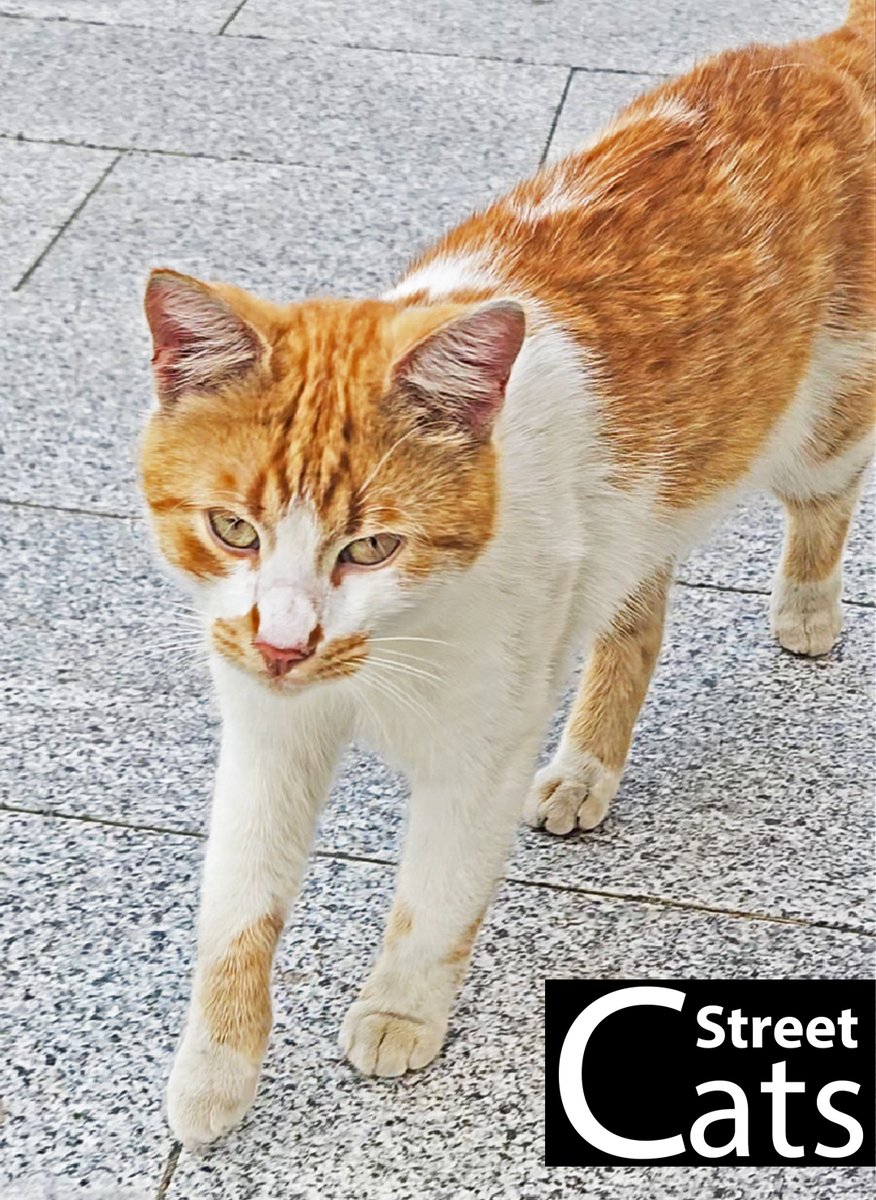 🐈 Confidence: 100% | Fear: 0% | Human Control: 0%
Who else has a cat that thinks THEY own YOU? 😂
youtube.com/shorts/EXSu3fJ…

#bossmoves #streetcatvibes #funnyanimals #cat #cats #orangewhitecat #CatsOfX #streetcats