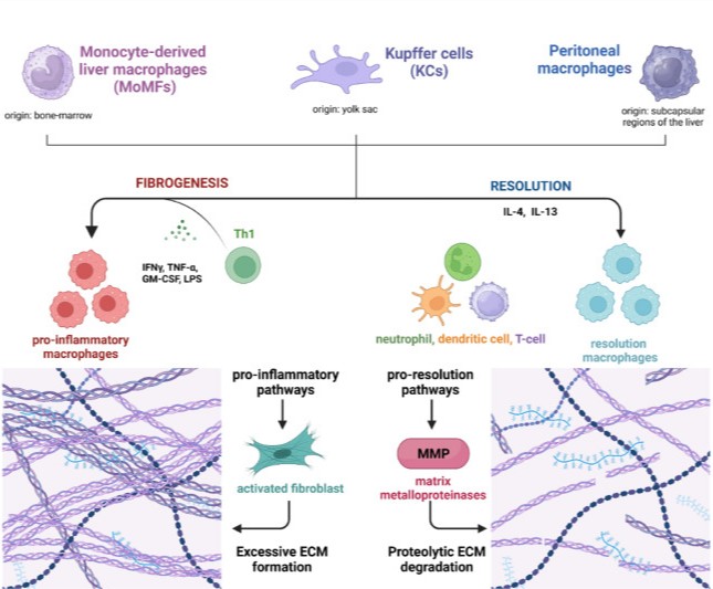 Extracellular Matrix News (@extracellmatrix) on Twitter photo Learn more about "hot" and "cold" fibrosis from <a href="/Nordic_Bio/">Nordic Bioscience</a> researchers!
The team explores the relationship between hot and cold #fibrosis, and the role of various types of collagens in modulating the immune system.
๐ bit.ly/4bMac8K Learn more about "hot" and "cold" fibrosis from <a href="/Nordic_Bio/">Nordic Bioscience</a> researchers!
The team explores the relationship between hot and cold #fibrosis, and the role of various types of collagens in modulating the immune system.
๐ bit.ly/4bMac8K