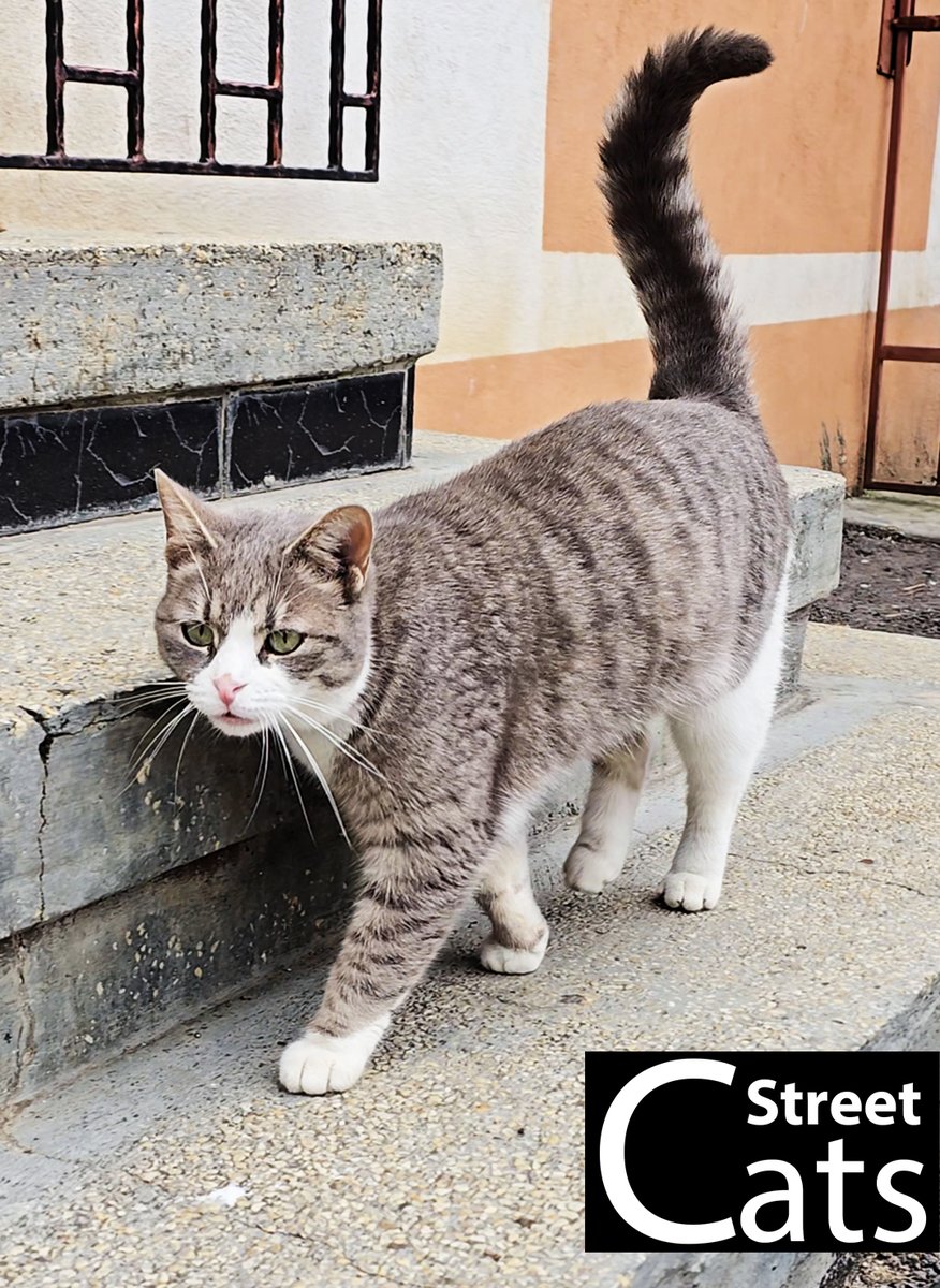 🐾This street cat just walked up to me… and showed so much love! Have you ever had a cat do this?

📽️ Watch the full video here: youtube.com/shorts/T7TtRu6…

#streetcats #friendlycat #catlove #purrfectmoment #whiskerwisdom #catsontwitter #cat #cats #CatsOfX