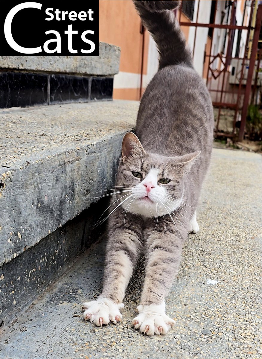 🐾This street cat just nailed the perfect morning stretch! Who else needs this flexibility? 😻

📽️ Watch the full video here: youtube.com/shorts/sxd_7r2…

#streetcats #morningstretch #catlove #purrfectmoment #whiskerwisdom #catsontwitter #cat #stretch #graycat
