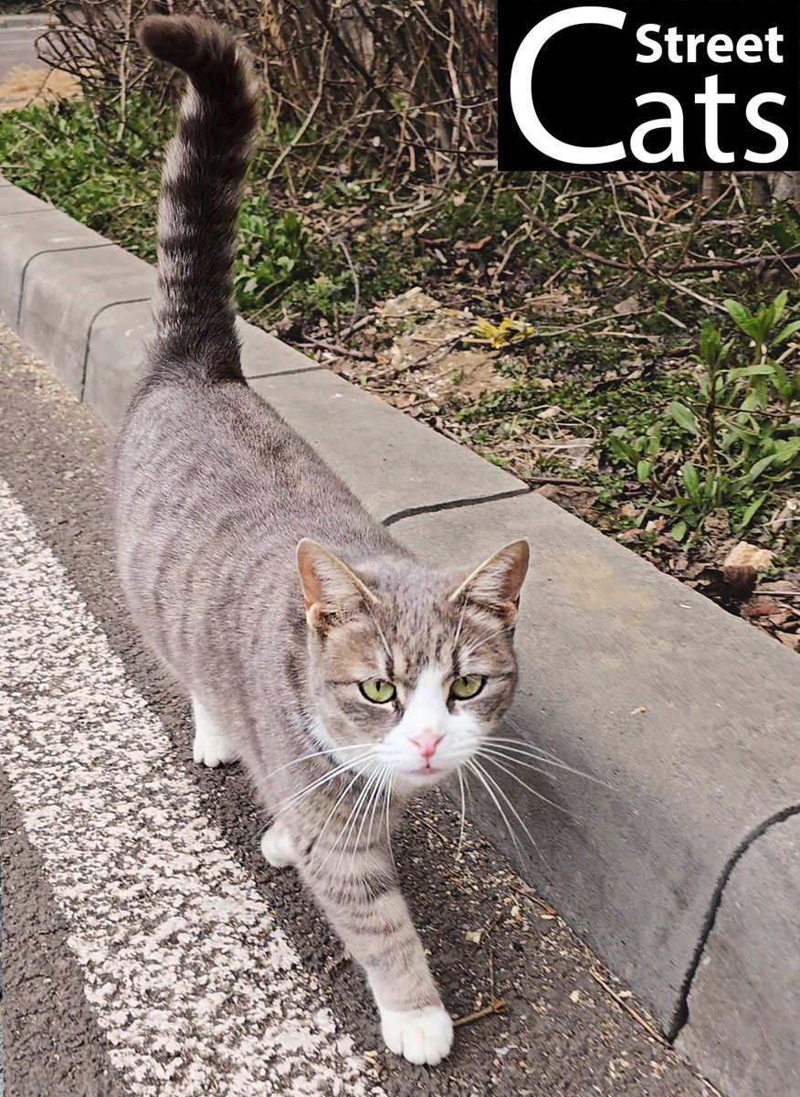 🐾This street cat just served the fiercest walk I’ve ever seen! Is this the next top model? 😼✨

📽️ Watch the full video here: youtube.com/shorts/RdNAv8j…

#streetcats #catwalk #fashioncat #purrfectmoment #whiskerwisdom #catsontwitter #cat #cat #CatsOfX #cutecat